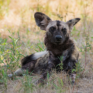 South Luangwa - Wild dog